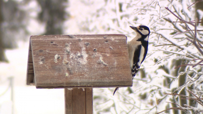 Чем зимой кормят птиц в «лесных столовых» Царского села
