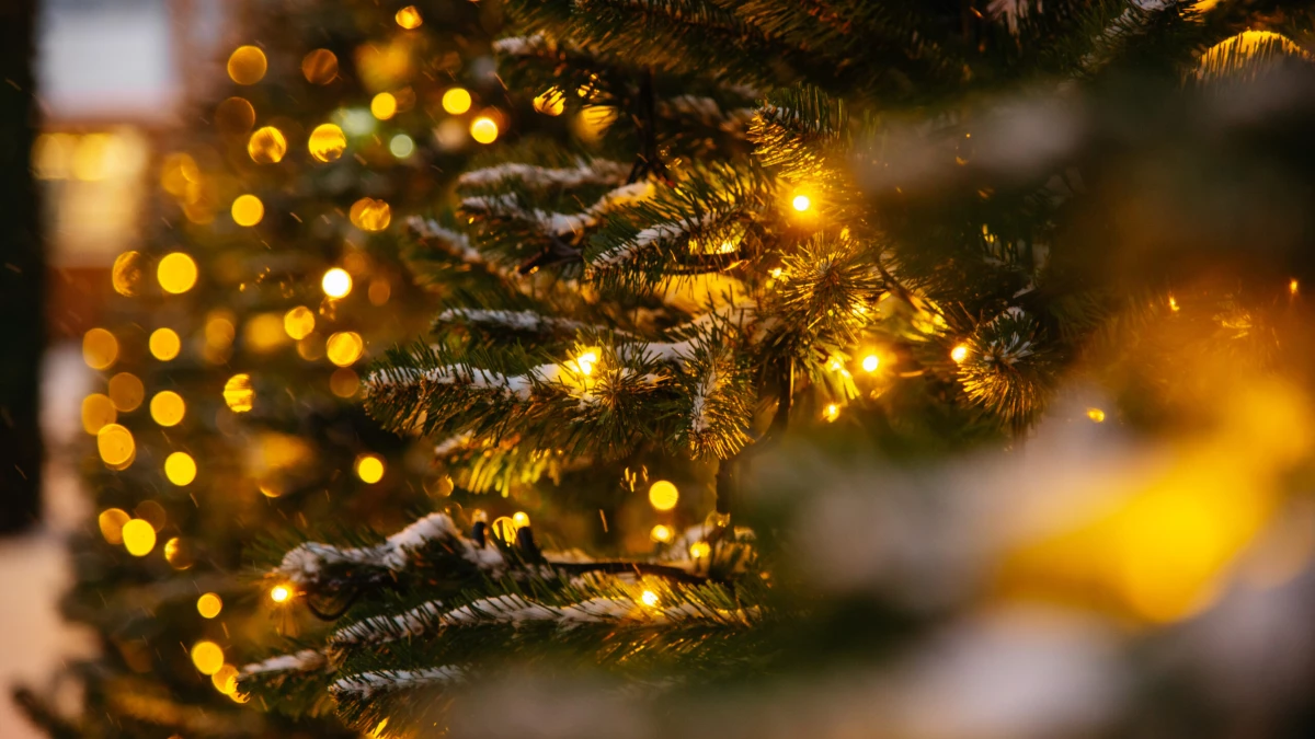 Петербуржцам объяснили, как подарить новогодней елке вторую жизнь - tvspb.ru