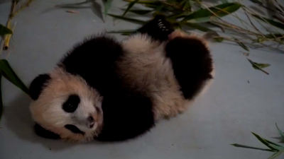 Милое видео из Московского зоопарка: маленькая панда чешет животик