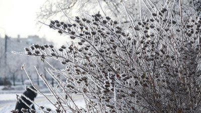 Петербуржцам пообещали морозные выходные