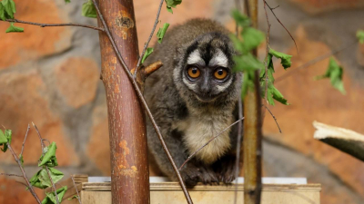 На кого можно посмотреть в Ленинградском зоопарке во Всемирный день обезьян