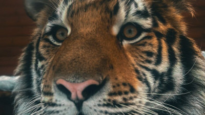 Ленинградский зоопарк показал подросшего тигрёнка Зевса