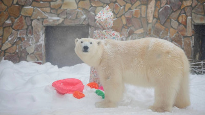 Петербуржцы смогут своими руками сделать новогодние украшения для вольера белой медведицы Ленинградского зоопарка