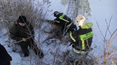 В Тверской области спасли оленя, который провалился под лёд