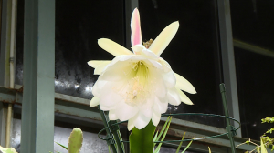 Декабрьское цветение декабриста