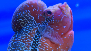 Экзотический мир подводных животных