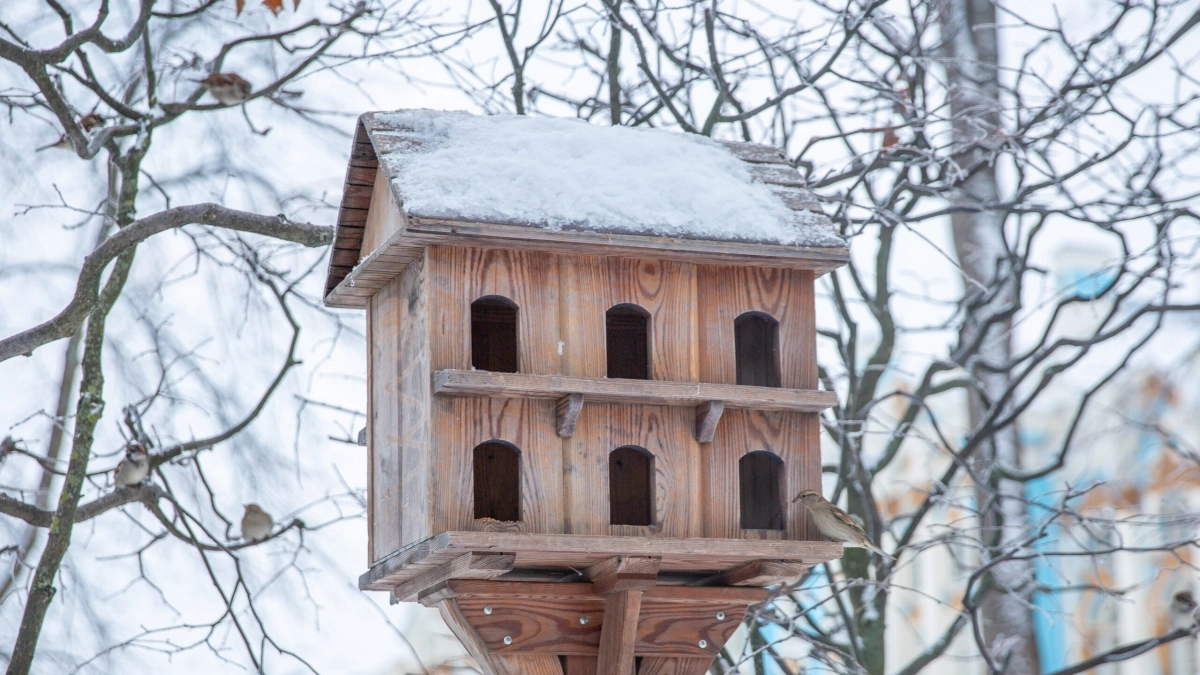 В Царском Селе открыли зимний «ресторан» для птиц с несколькими входами и парадным крыльцом - tvspb.ru
