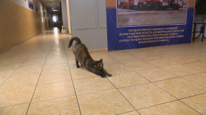 История спасения. Как складывается жизнь кошечки Лаки, пережившей пожар