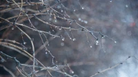 В Ленобласти 26 февраля ожидается дождь и мокрый снег