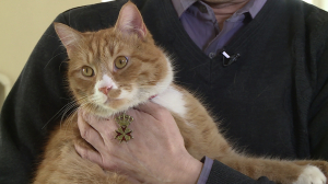 Ричард с львиным сердцем: рыцарь в меховых доспехах из Приоратского дворца