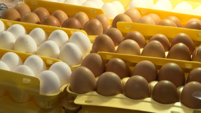 Цены  на яйца стабилизируются после Нового года