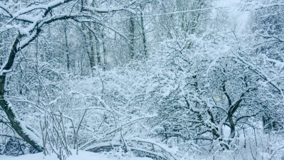 Рождество в Петербурге стало одним из самых холодных в этом веке