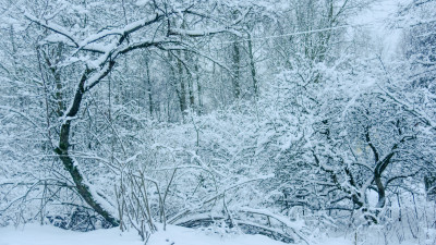Спасатели нашли потерявшуюся девочку в лесном массиве Всеволожского района