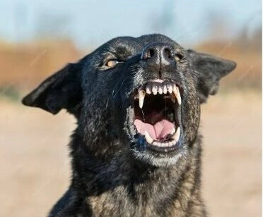 В поселке Апраксин в Ленобласти безнадзорная собака набросилась на женщину - tvspb.ru
