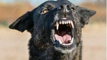 В поселке Апраксин в Ленобласти безнадзорная собака набросилась на женщину