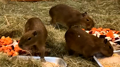 Ленинградский зоопарк показал, как обедают маленькие капибарята