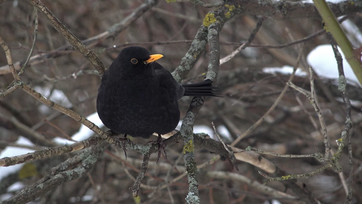 На Елагином острове поселилась чёрная птица: в её гнезде яйца голубого цвета - tvspb.ru
