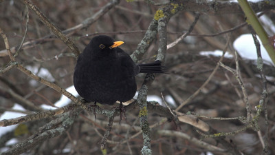 На Елагином острове поселилась чёрная птица: в её гнезде яйца голубого цвета