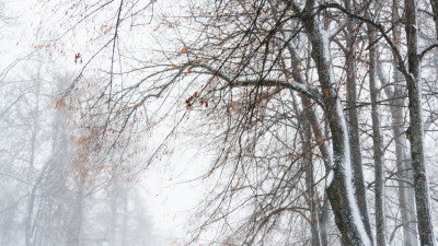 Встретили Новый год в лесу: как два молодых человека заблудились и были спасены под Лугой