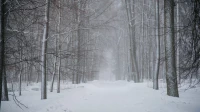 В Ленобласти 27 февраля ожидается +5 градусов
