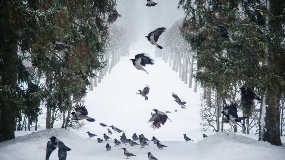 Холодный фронт движется на восток Ленобласти: -23 градуса, сильный снег и гололед 19 февраля - tvspb.ru