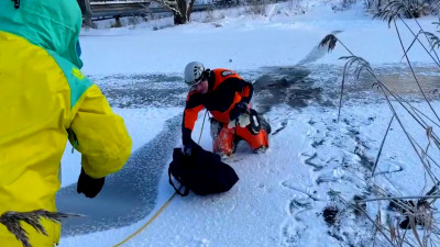 В Коммунаре спасли лысуху, примёрзшую ко льду на Большой Ижоре