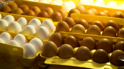 В российских магазинах цены на яйца упали ниже 100 рублей