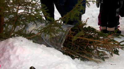 По ёлке в минуту: Как в конце января петербуржцы сдают на переработку новогодние деревья