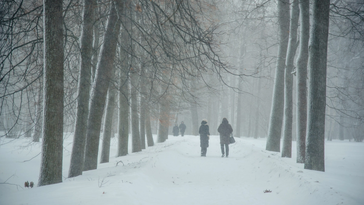 -23 градуса, метель и порывы ветра до 17 м/с: какая погода ждет жителей Ленобласти 26 февраля - tvspb.ru