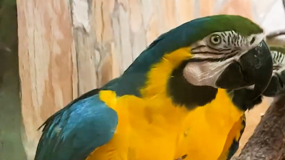 Ленинградский зоопарк показал видео с красочными попугаями