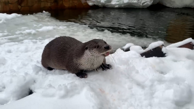 Ленинградский зоопарк показал, как самец выдры Финик проводит новогодние выходные