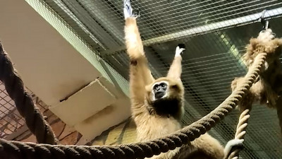Ленинградский зоопарк показал, как «поют» белорукие гиббоны