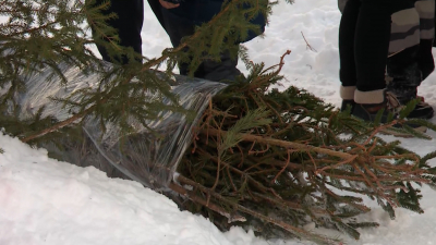 Петербуржцы сдали более 2 тысяч елок на переработку