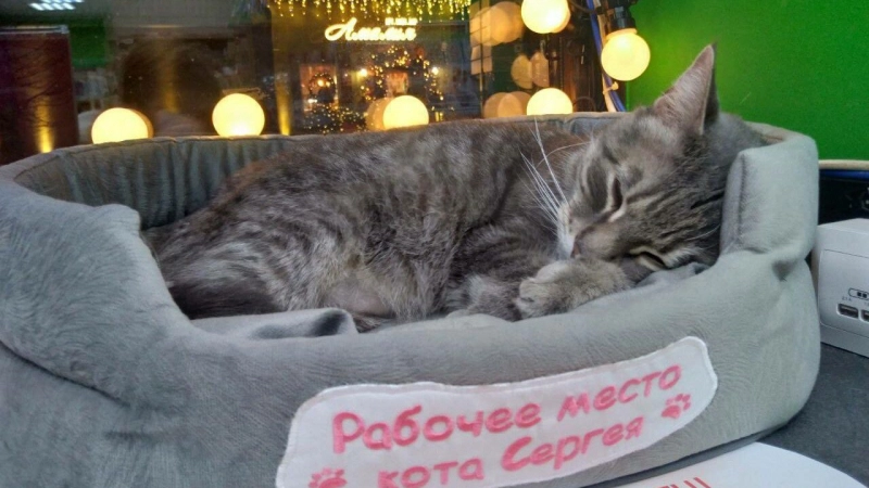 Уволенный из зеленоградского магазина кот будет работать в офисе торговой сети - tvspb.ru