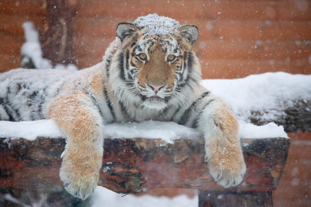 Ленинградский зоопарк рассказал, как животные переносят холода - tvspb.ru