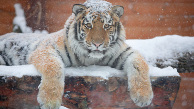 Ленинградский зоопарк рассказал, как животные переносят холода
