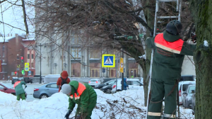 Модная стрижка к весне: как проводится обрезка деревьев на петербургских улицах