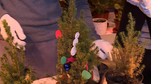 «Ёлочка, живи!»: экоакция по спасению хвойных деревьев после новогодних праздников в школьной оранжерее