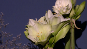 Январь — месяц амариллиса: новый сезон проекта «Цветущий дворец» в Царском Селе