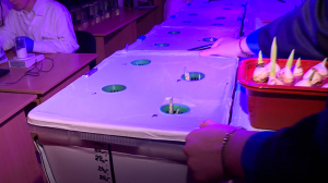 Растения будущего: инновационные биотехнологии в школе