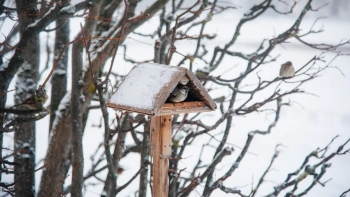Снегопад и мороз до -19 градусов ждут жителей Ленобласти 12 февраля