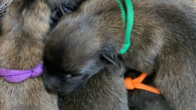 В кинологической службе ГУ МВД родились 9 милых щенят бельгийской овчарки
