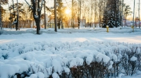 До +12 градусов прогреется воздух в Ленобласти 11 марта