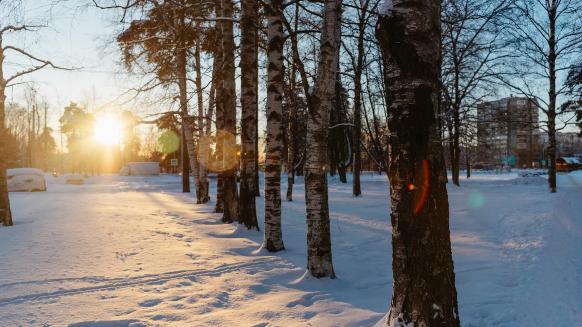 Резкое потепление ждет Ленобласть 21 февраля: ночь при -19 градусах, день при -1 градусе - tvspb.ru