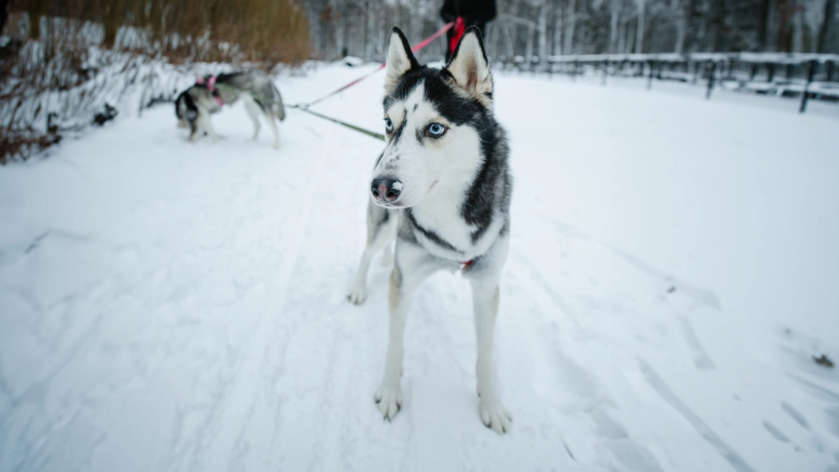 Новые правила, старые привычки: кого штрафуют за выгул собак - tvspb.ru