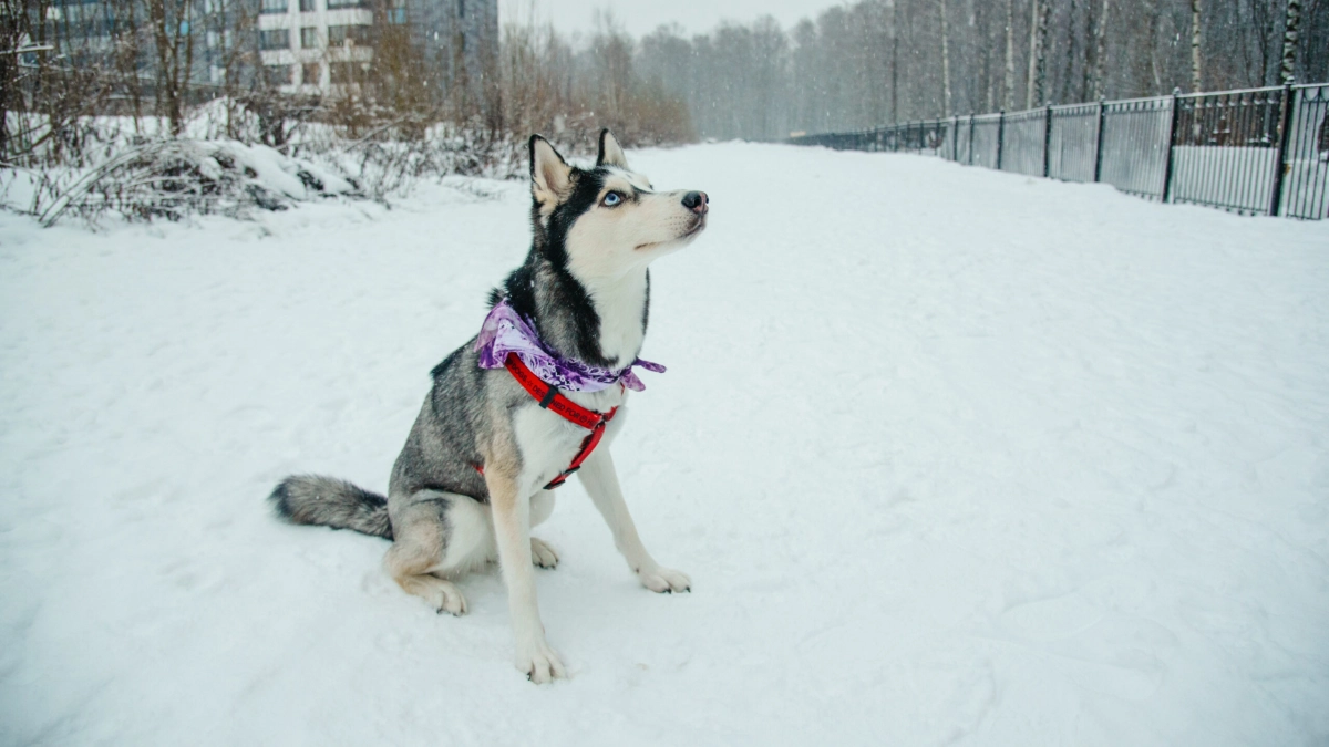 В Роспотребнадзоре рассказали, как защитить лапы питомцев от соли и песка на дорогах - tvspb.ru