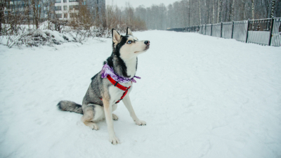 В Роспотребнадзоре рассказали, как защитить лапы питомцев от соли и песка на дорогах