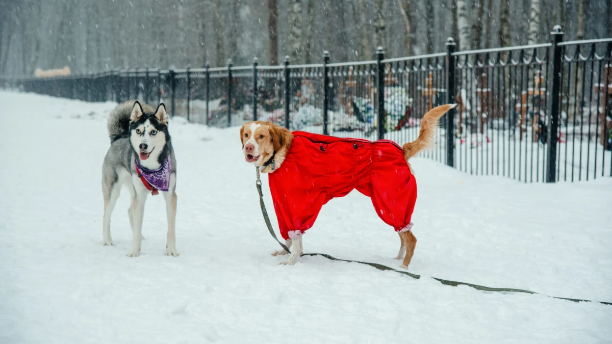 Новогодние украшения и салюты: что может навредить животным в сезон праздников - tvspb.ru