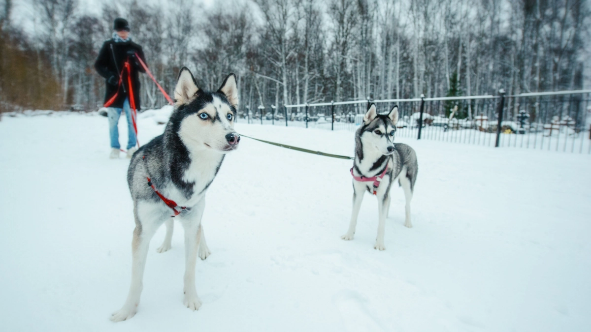 Ветеринар Руденко объяснил, чем опасны реагенты для собак - tvspb.ru