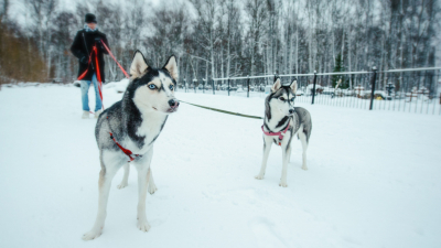 Ветеринар Руденко объяснил, чем опасны реагенты для собак